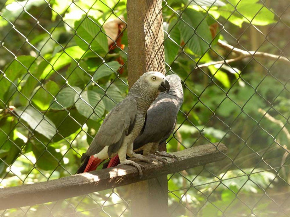 Limbe Wildlife Centre\u2019s African Grey Parrot Poster | For Parrots: Posters for Parrot Advocates