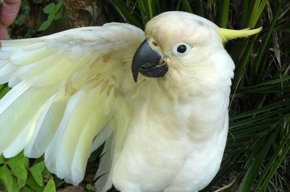 Bubba and the Sweet Pea | For Parrots: Posters for Parrot Advocates