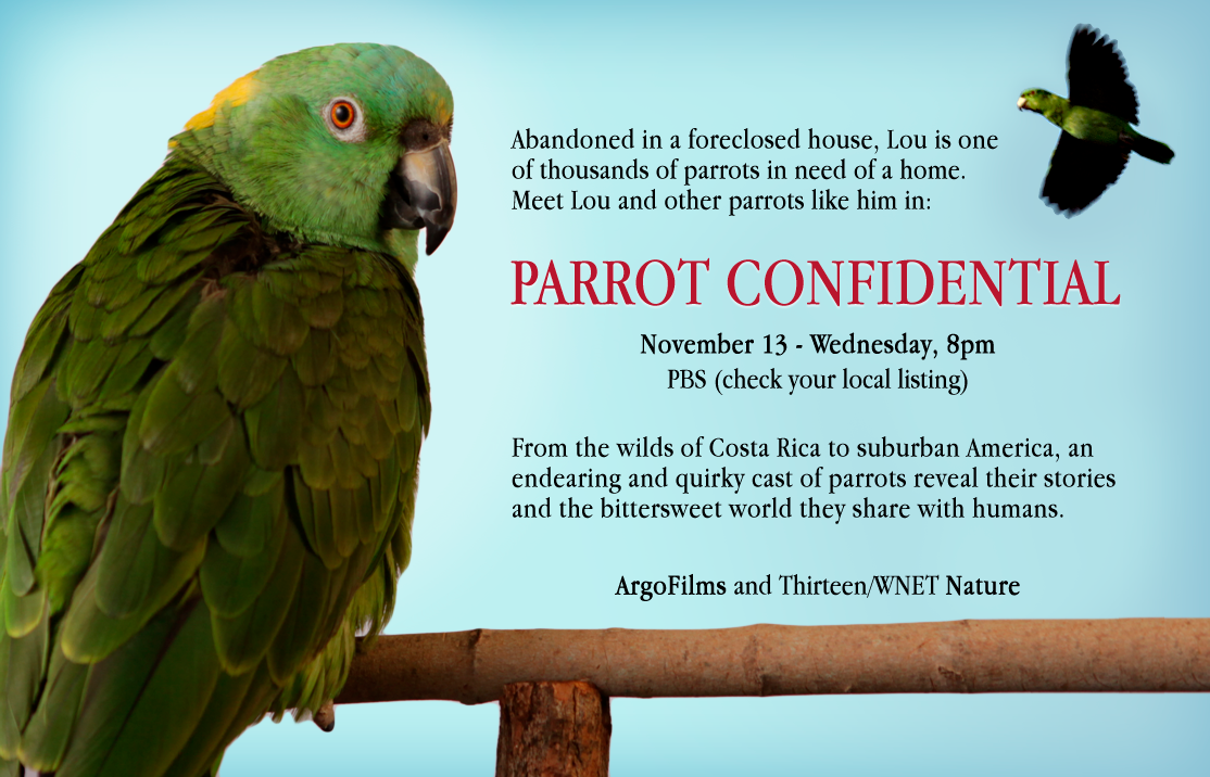 Переводчик с попугайского. Переводчик Parrot. Попугай на английском языке. Parrot карточка. Lion Parrot.